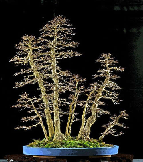 Ilex